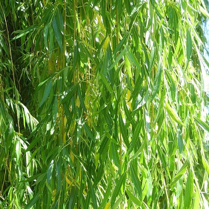 Salix alba 'Tristis' ~ Niobe Golden Weeping Willow-ServeScape