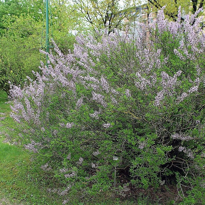 Syringa x persica ~ Persian Lilac-ServeScape