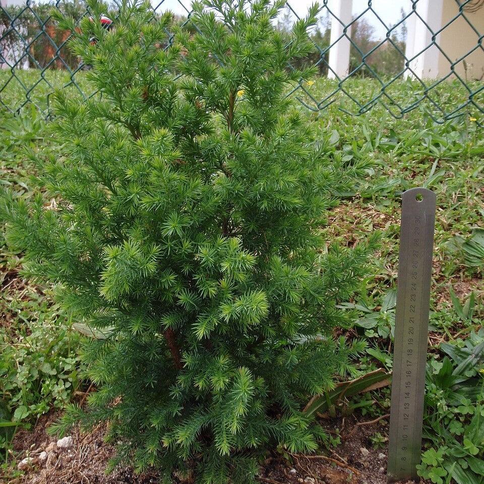 Juniperus bermudiana ~ Bermuda Cedar-ServeScape