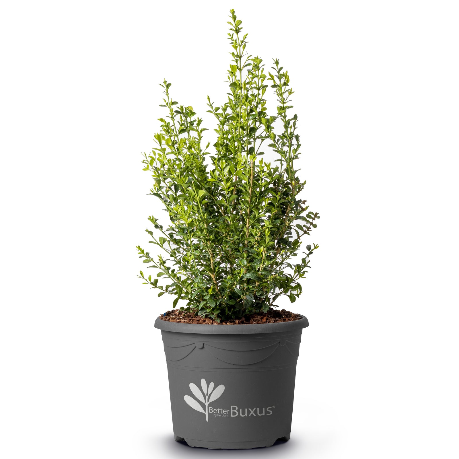 Buxus 'HER2010B02’ PP32,309 ~ BetterBoxwood® Heritage™ Boxwood-ServeScape