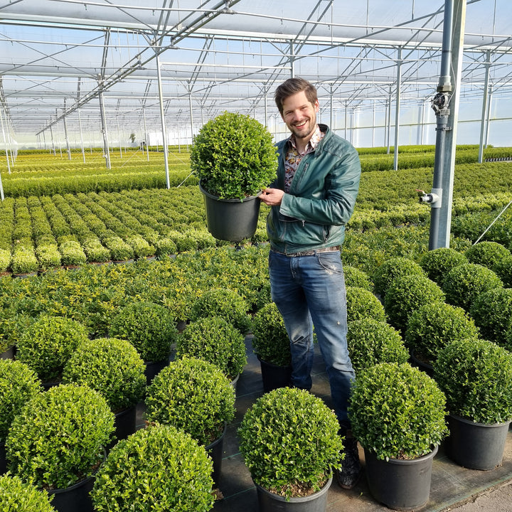 Buxus 'HER2010B02’ PP32,309 ~ BetterBoxwood® Heritage™ Boxwood-ServeScape