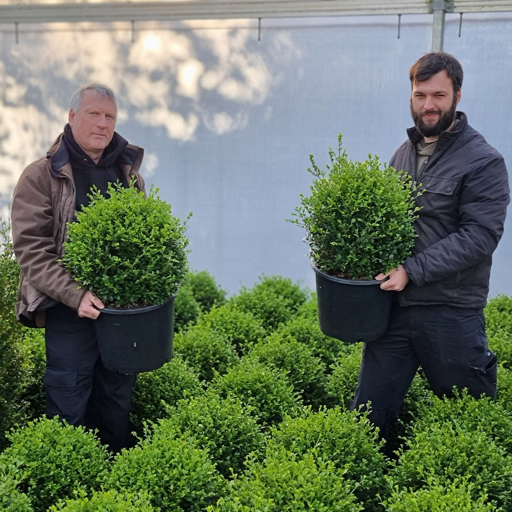 Buxus 'HER2010B02’ PP32,309 ~ BetterBoxwood® Heritage™ Boxwood-ServeScape