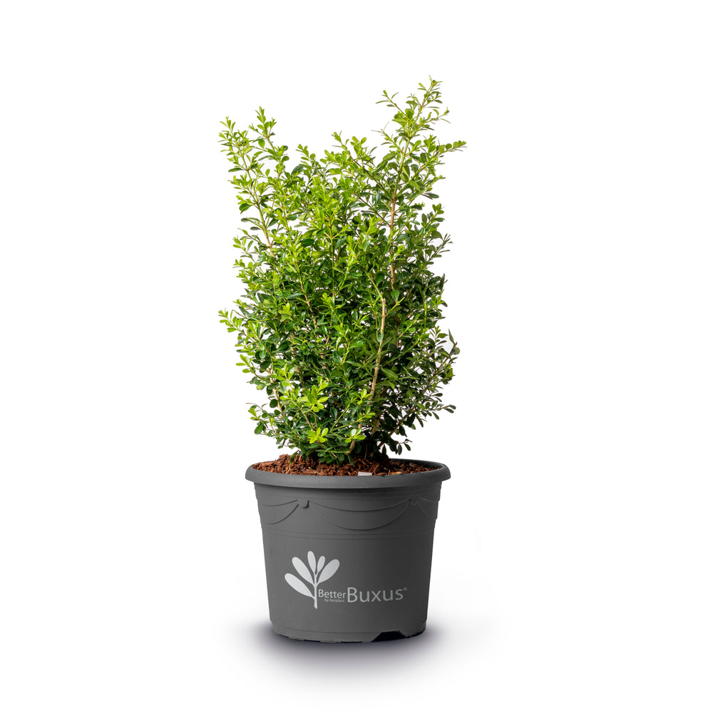 Buxus 'HER2009B03’ PP32275 ~ BetterBoxwood® Skylight™ Boxwood-ServeScape