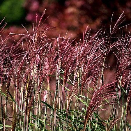 Miscanthus sinensis 'EMPMIS01' PP #30,802 ~ Monrovia® Red Cloud® Maiden Grass-ServeScape
