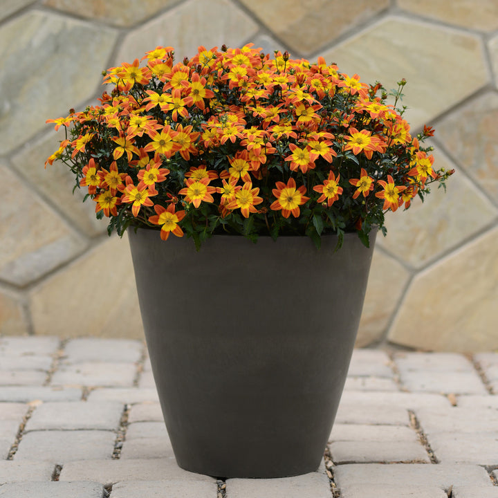 Bidens ferulifolia 'Balbidbaim' ~ Bee Alive Bidens-ServeScape