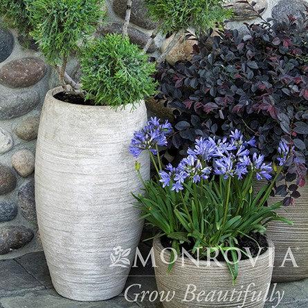 Agapanthus 'Benfran' ~ Monrovia® Baby Pete™ Lily of the Nile, Agapanthus-ServeScape