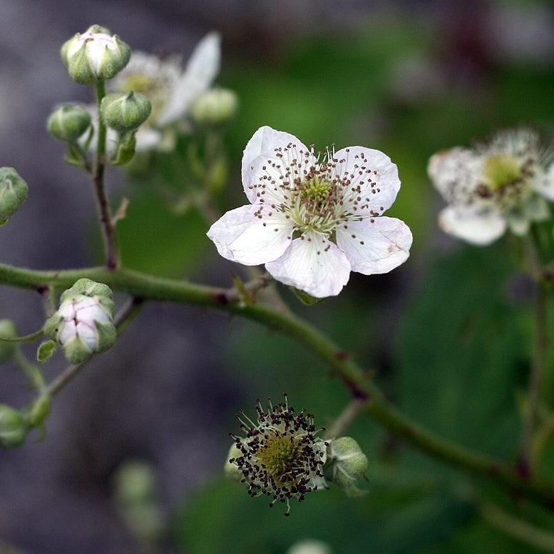 Rubus spp. (Blackberry) ~ Blackberry-ServeScape