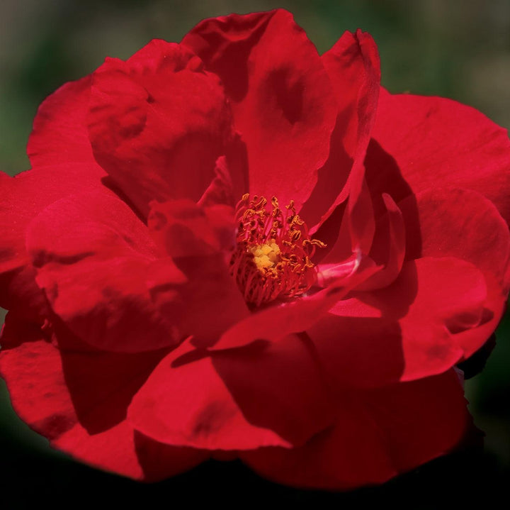 Rosa ‘Demokracie’ ~ Blaze Improved Climbing Rose-ServeScape