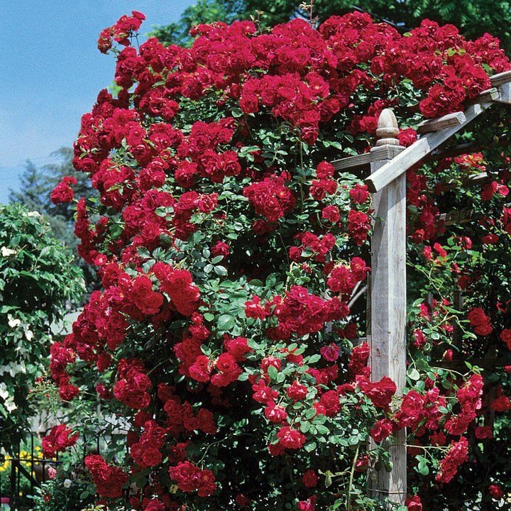 Rosa ‘Demokracie’ ~ Blaze Improved Climbing Rose-ServeScape