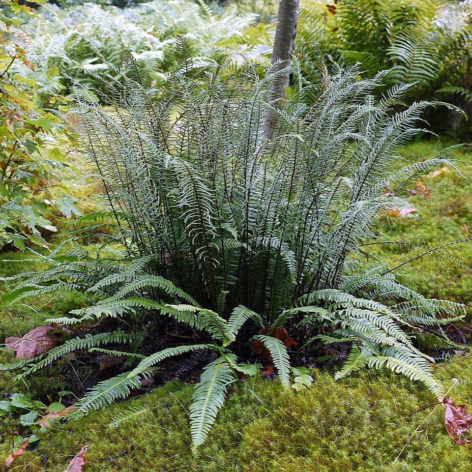 Struthiopteris spicant ~ Deer Fern, Hard Fern-ServeScape