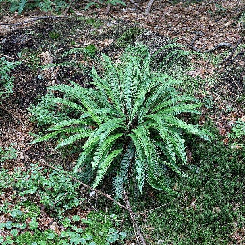 Struthiopteris spicant ~ Deer Fern, Hard Fern-ServeScape