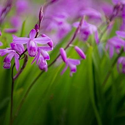 Bletilla striata ~ Hardy Chinese Ground Orchid-ServeScape