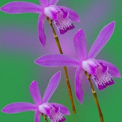 Bletilla striata ~ Hardy Chinese Ground Orchid-ServeScape