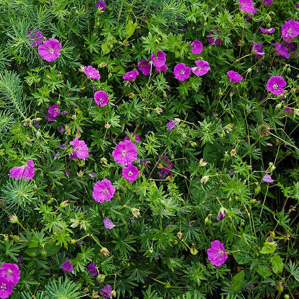 Geranium sanguineum 'New Hampshire Purple' ~ New Hampshire Purple Geranium-ServeScape