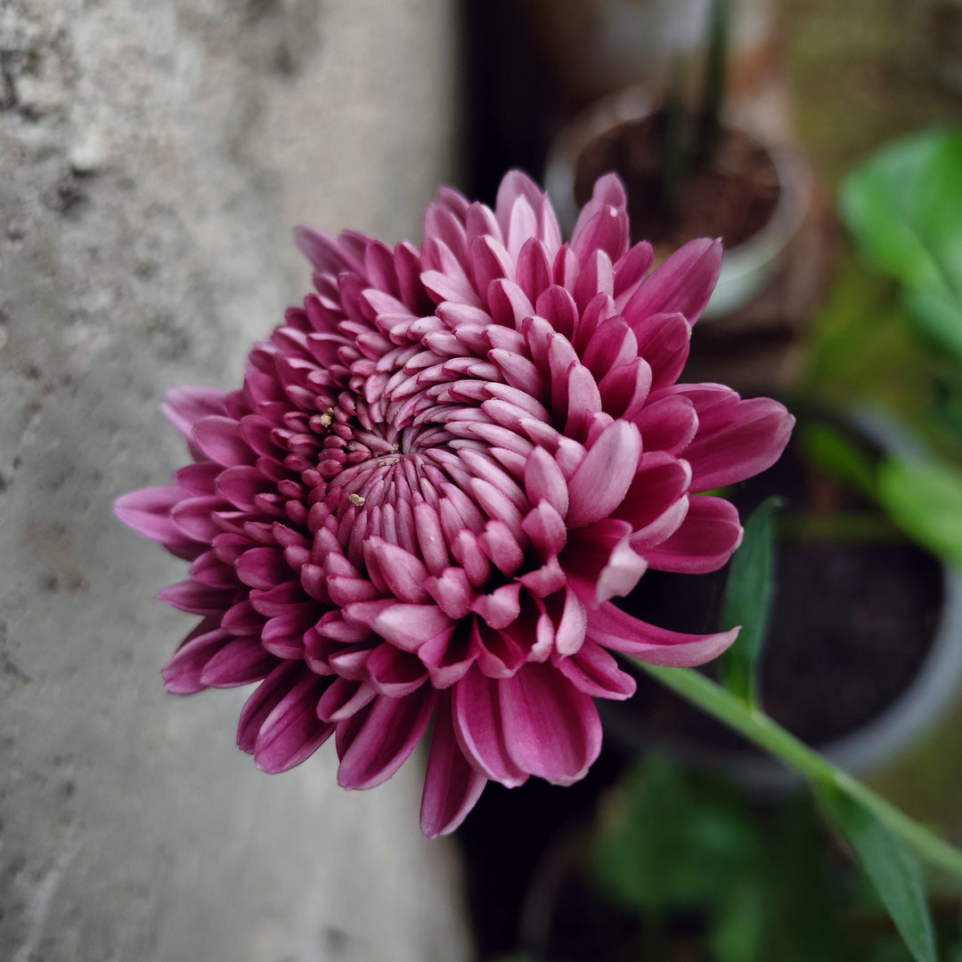 Chrysanthemum x morifolium 'Adiva Purple' ~ Belgian Mums® Adiva Purple Mum-ServeScape