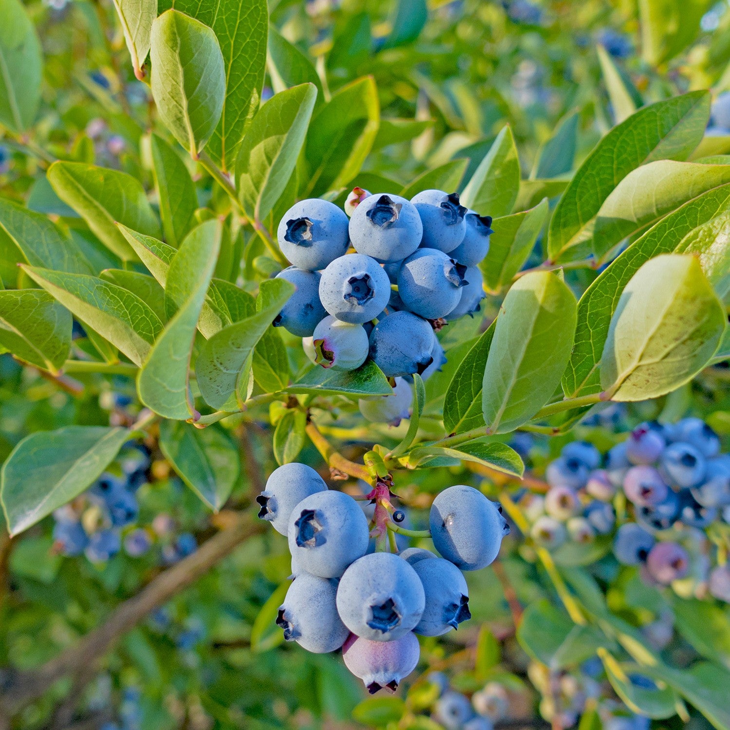 Vaccinium 'Top Hat' ~ Top Hat Blueberry-ServeScape