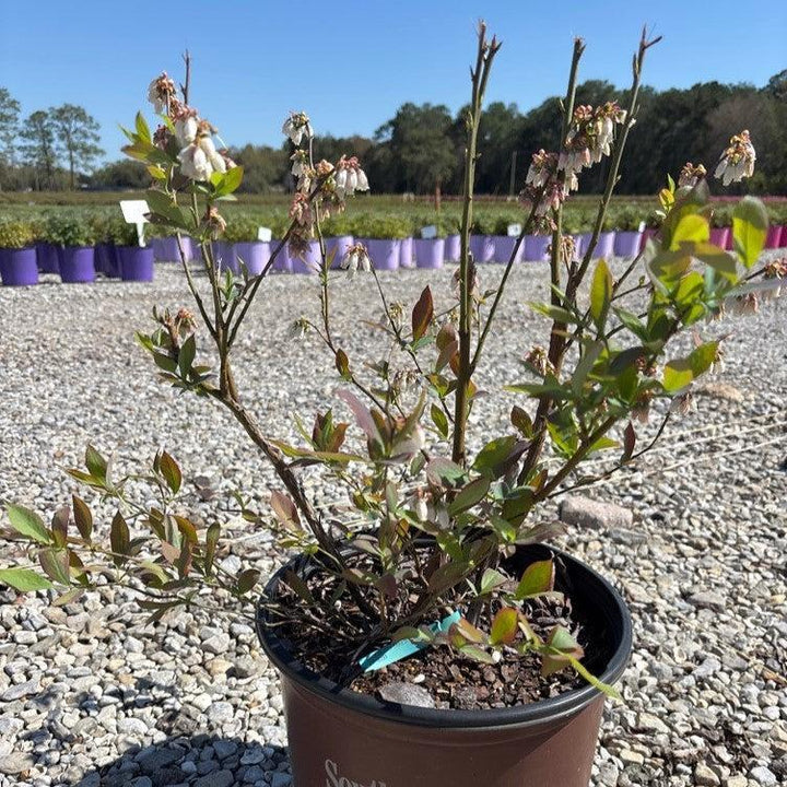 Vaccinium ashei 'Vernon' PP18291 ~ DownHome Harvest® Takes the Cake® Blueberry-ServeScape