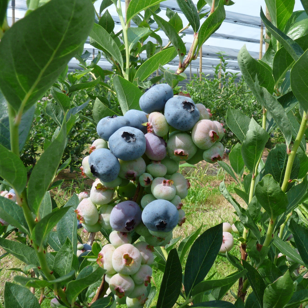 Vaccinium corymbosum 'Chandler' ~ Chandler Blueberry-ServeScape