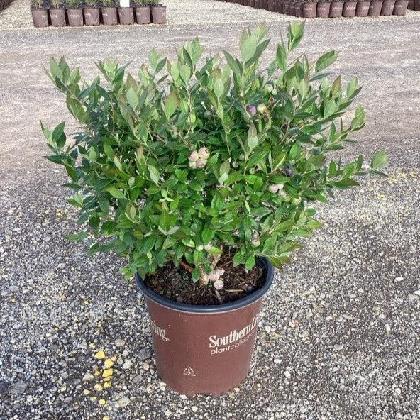Vaccinium corymbosum ‘FL09-216’ PPAF ~ Downhome Harvest® Hello Darlin® Blueberry-ServeScape