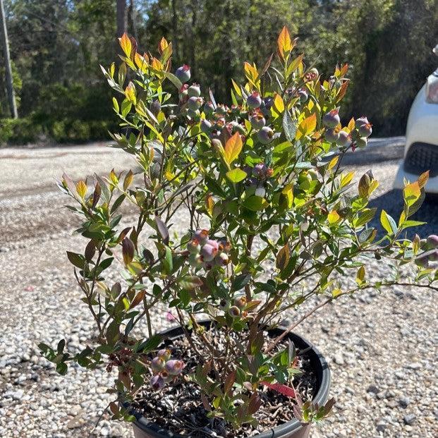 Vaccinium corymbosum ‘FL09-216’ PPAF ~ Downhome Harvest® Hello Darlin® Blueberry-ServeScape
