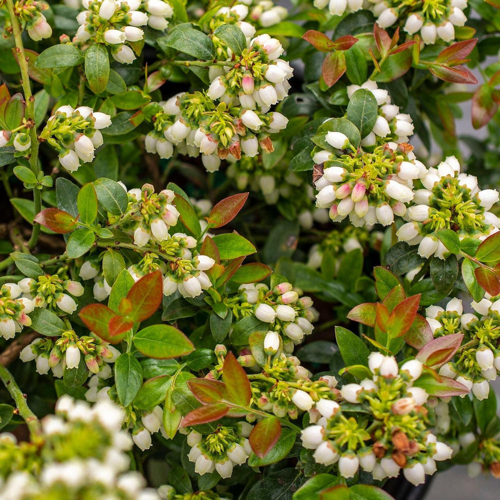 Vaccinium corymbosum hybrid 'ZF08-095' PP 25,467 ~ Bushel and Berry® BerryBux® Blueberry-ServeScape