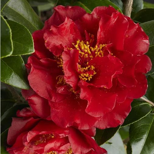 Camellia japonica 'Bob Hope' ~ Monrovia® Bob Hope Camellia-ServeScape