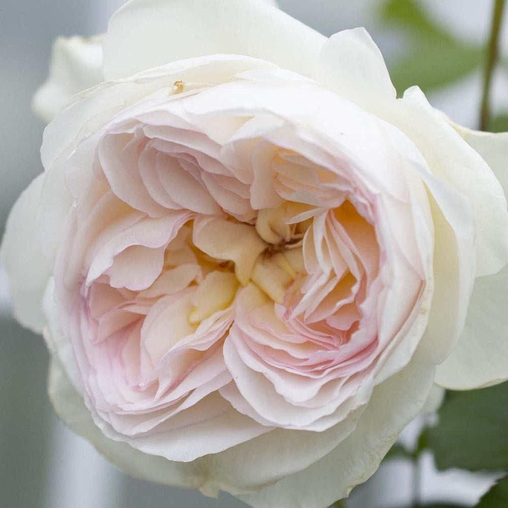 Rosa 'Meidelweis' PP 17,841 ~ Bloomables® Bolero™ Rose-ServeScape