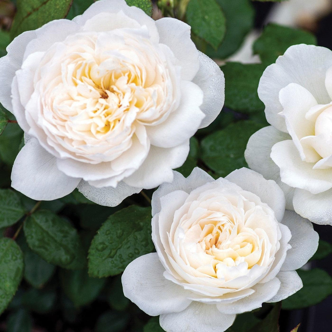 Rosa 'Meidelweis' PP 17,841 ~ Bloomables® Bolero™ Rose-ServeScape