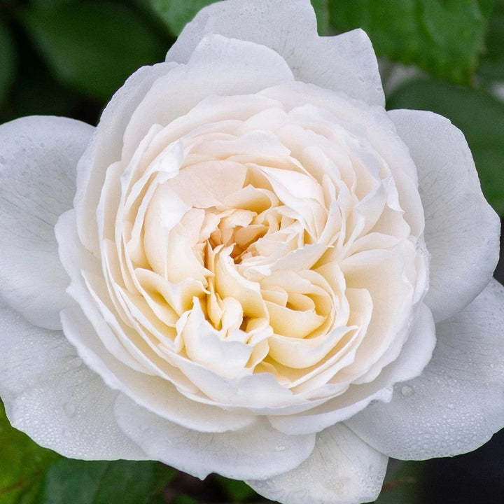 Rosa 'Meidelweis' PP 17,841 ~ Bloomables® Bolero™ Rose-ServeScape