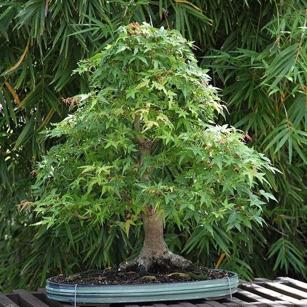 Acer palmatum 'Katsura' ~ Katsura Japanese Maple-ServeScape