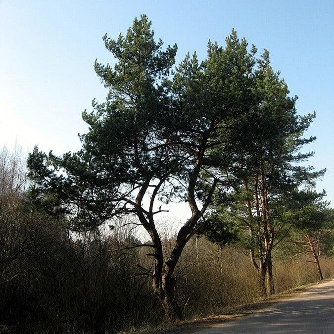 Pinus sylvestris ~ Scotch Pine-ServeScape