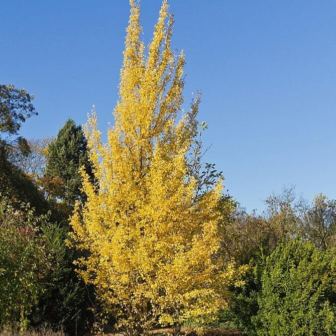 Ginkgo biloba 'Magyar' ~ Magyar Ginkgo-ServeScape