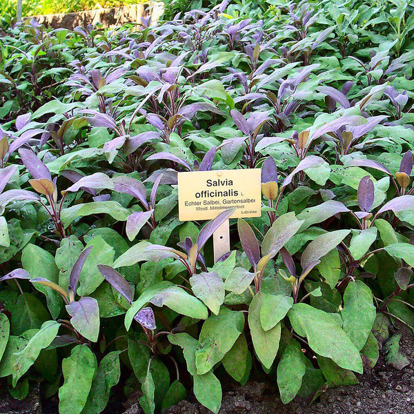 salbei plant Salvia officinalis 'Purpurascens' ~ Purple Sage – ServeScape
