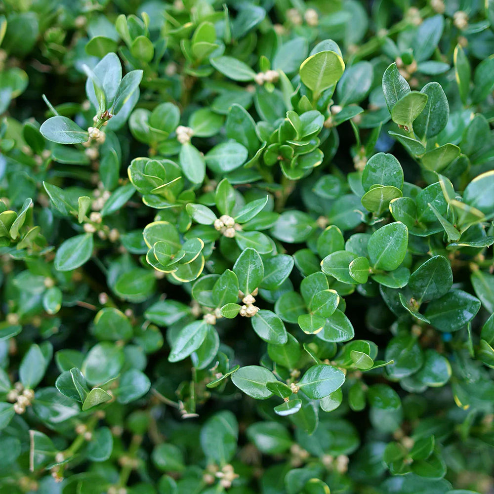 Buxus microphylla 'NSBBL' USPP 36,302 ~ Neatball™ Boxwood-ServeScape