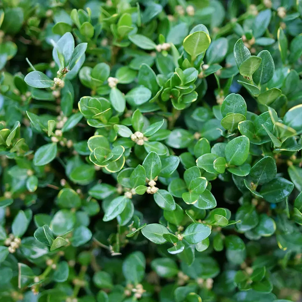 Buxus microphylla 'NSBBL' USPP 36,302 ~ Neatball™ Boxwood-ServeScape