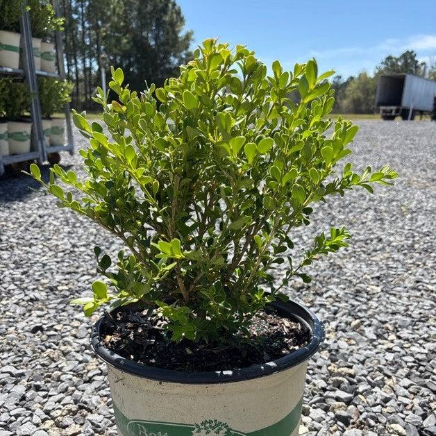 Buxus 'HER2010B04’ PP32273 ~ BetterBoxwood® Babylon Beauty™ Boxwood-ServeScape