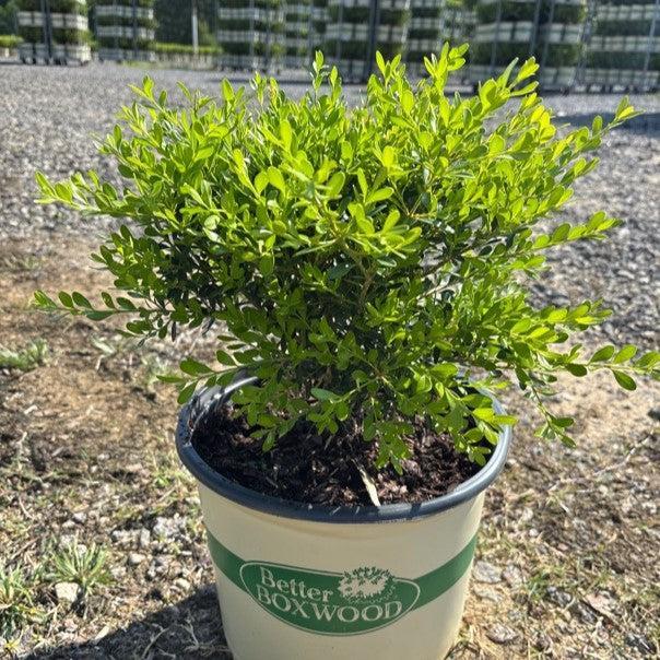Buxus 'HER2009B03’ PP32275 ~ BetterBoxwood® Skylight™ Boxwood-ServeScape