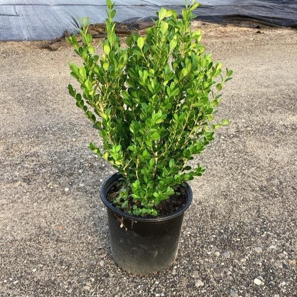 Buxus microphylla var. japonica 'Winter Gem' ~ Winter Gem Boxwood-ServeScape