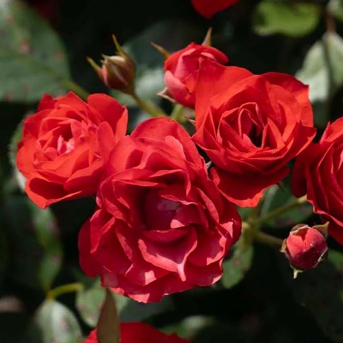 Rosa 'Meisobuko' PP 36,973 ~ Brick House® Orange Rose-ServeScape