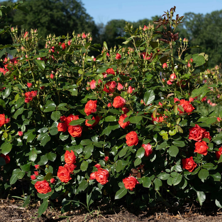 Rosa 'Meisobuko' PP 36,973 ~ Brick House® Orange Rose-ServeScape