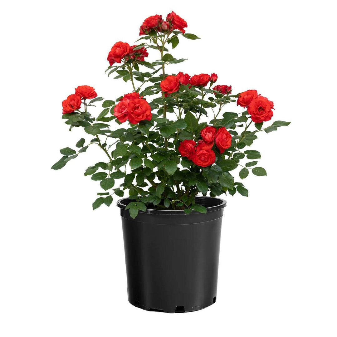 Rosa 'Meisobuko' PP 36,973 ~ Brick House® Orange Rose-ServeScape