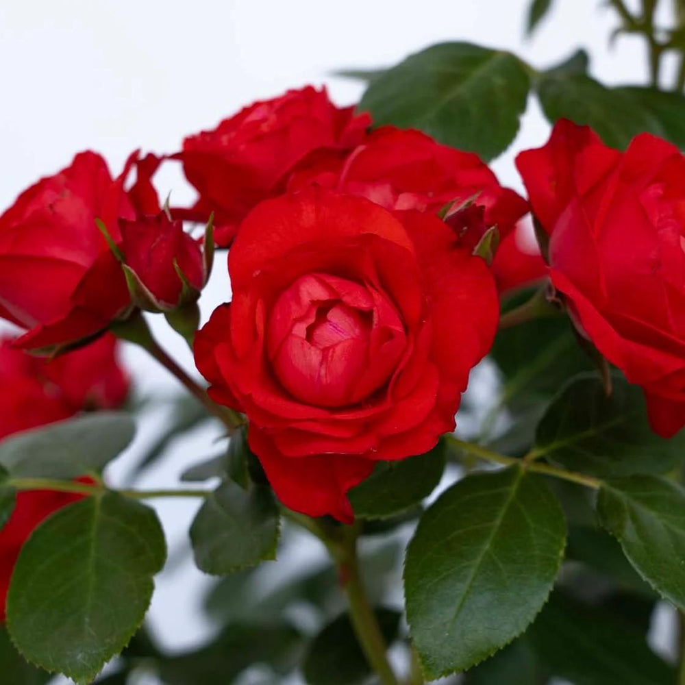 Rosa 'Meisobuko' PP 36,973 ~ Brick House® Orange Rose-ServeScape