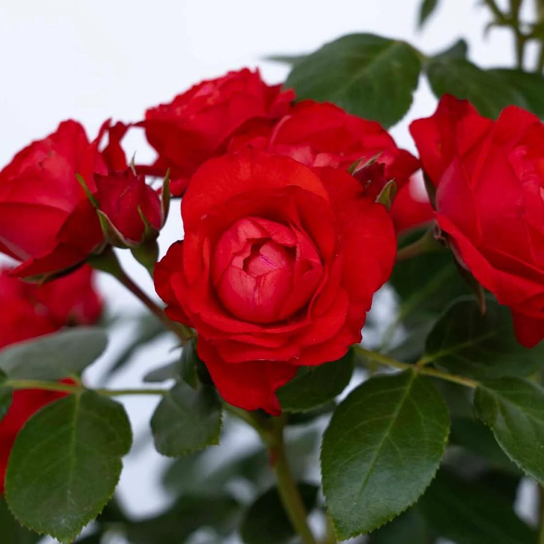 Rosa 'Meisobuko' PP 36,973 ~ Brick House® Orange Rose-ServeScape