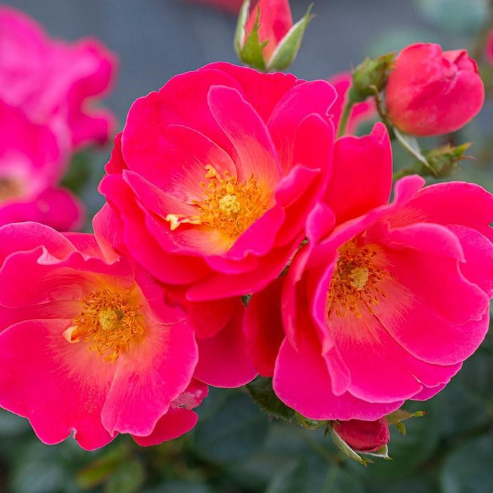 Rosa 'Sprogreatpink' PP 32,663 ~ Brick House® Pink Rose-ServeScape