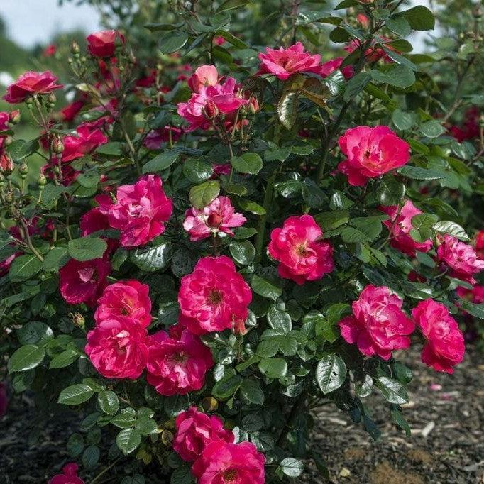 Rosa 'Sprogreatpink' PP 32,663 ~ Brick House® Pink Rose-ServeScape