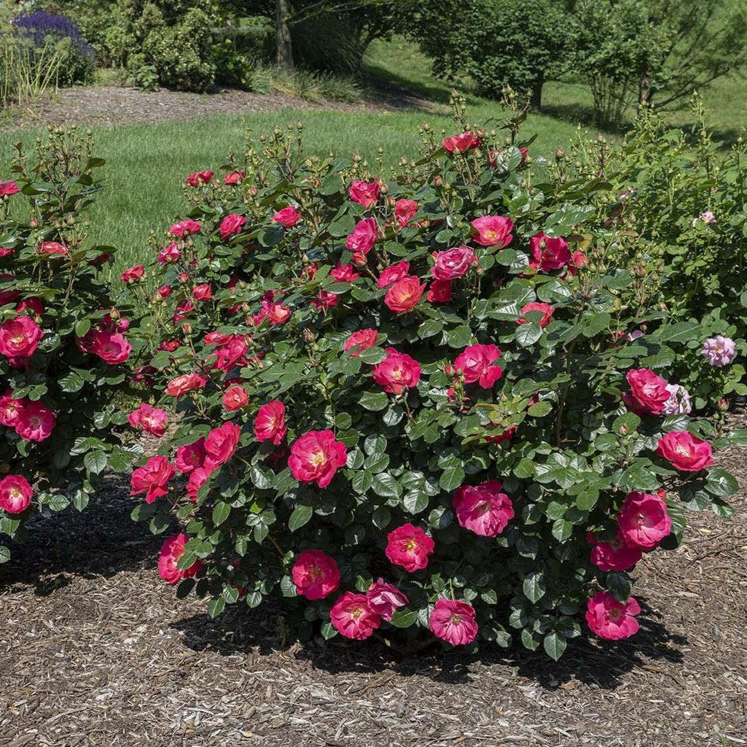 Rosa 'Sprogreatpink' PP 32,663 ~ Brick House® Pink Rose-ServeScape