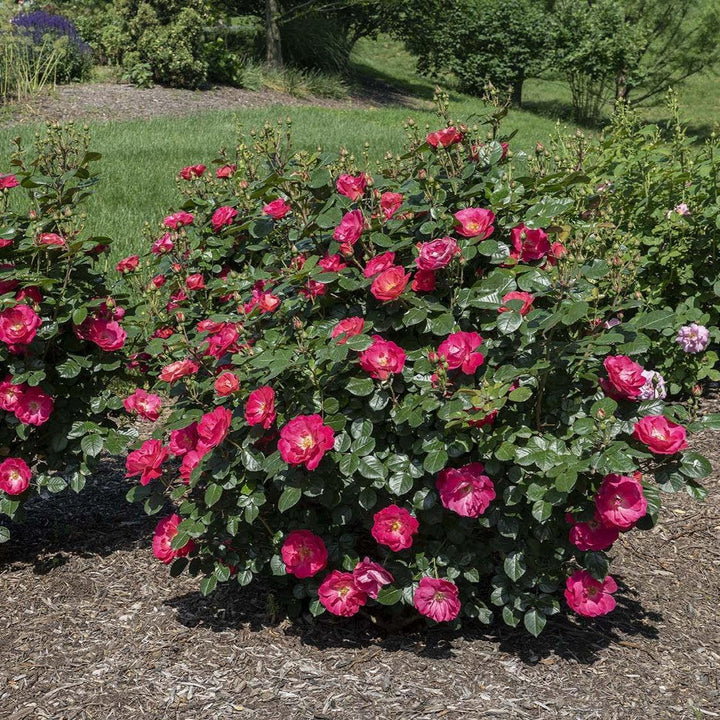 Rosa 'Sprogreatpink' PP 32,663 ~ Brick House® Pink Rose-ServeScape