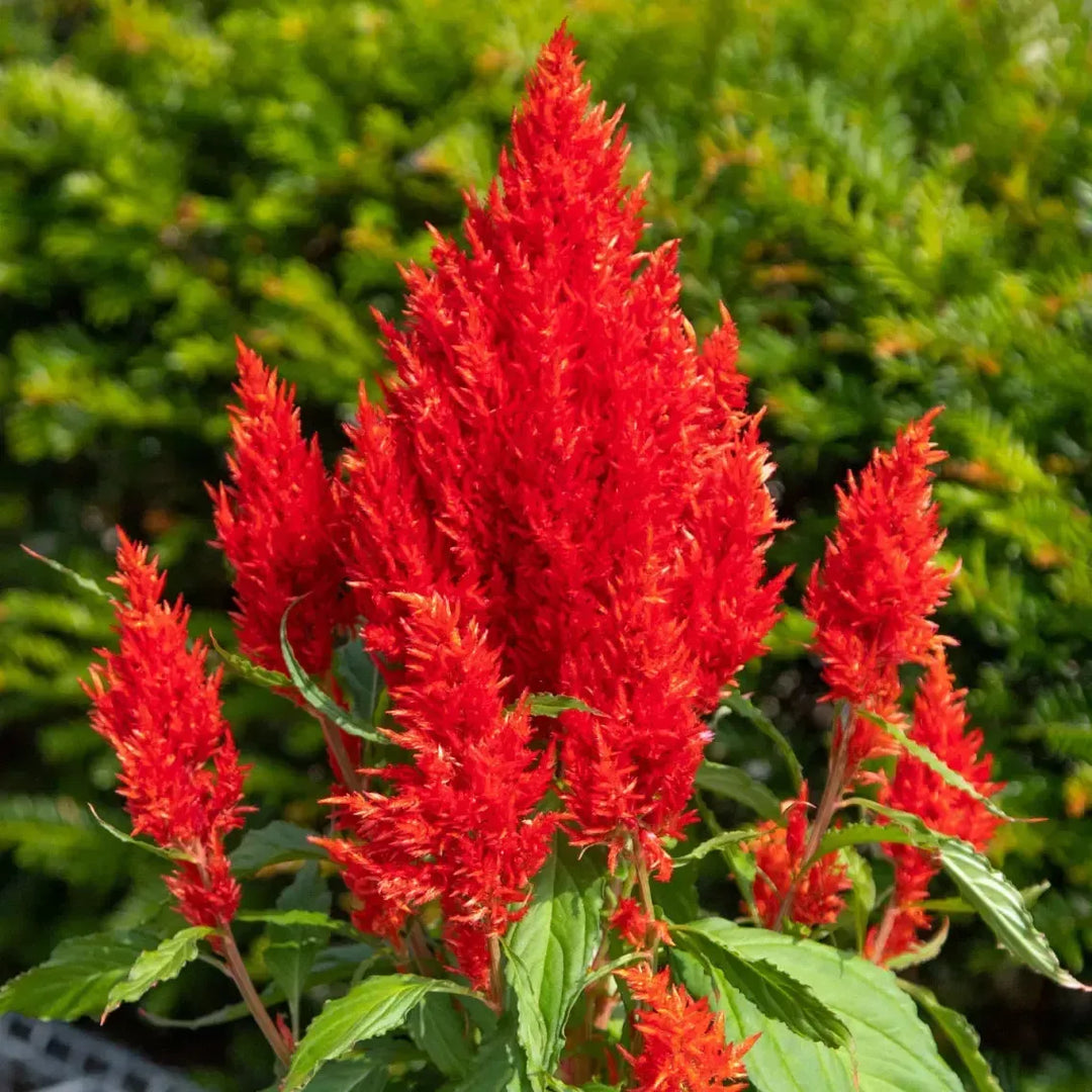 Celosia plumosa 'Bright Sparks Scarlet' ~ Bright Sparks™ Scarlet Celosia-ServeScape
