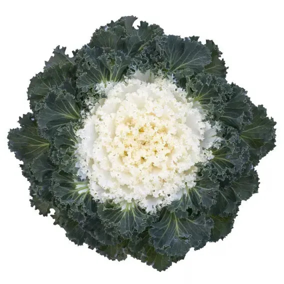 Brassica oleracea 'Bright N Early White' ~ Bright N Early White Ornamental Kale-ServeScape
