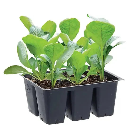 Assorted Vegetables ~ Cool Season Vegetables (1.2qt 6-pack )